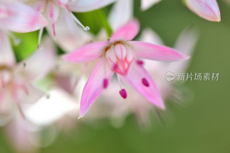 桂花/玉石植物/银杏花